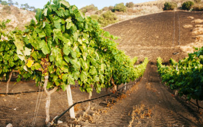 Una canción & un vino