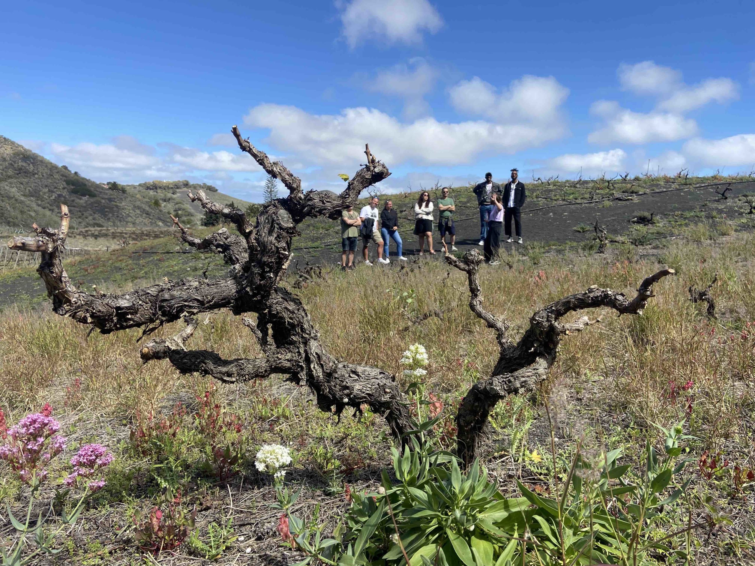 gran canaria outdoor wine tasting