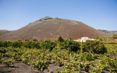 Haciendo planes: Enoturismo en Gran Canaria.