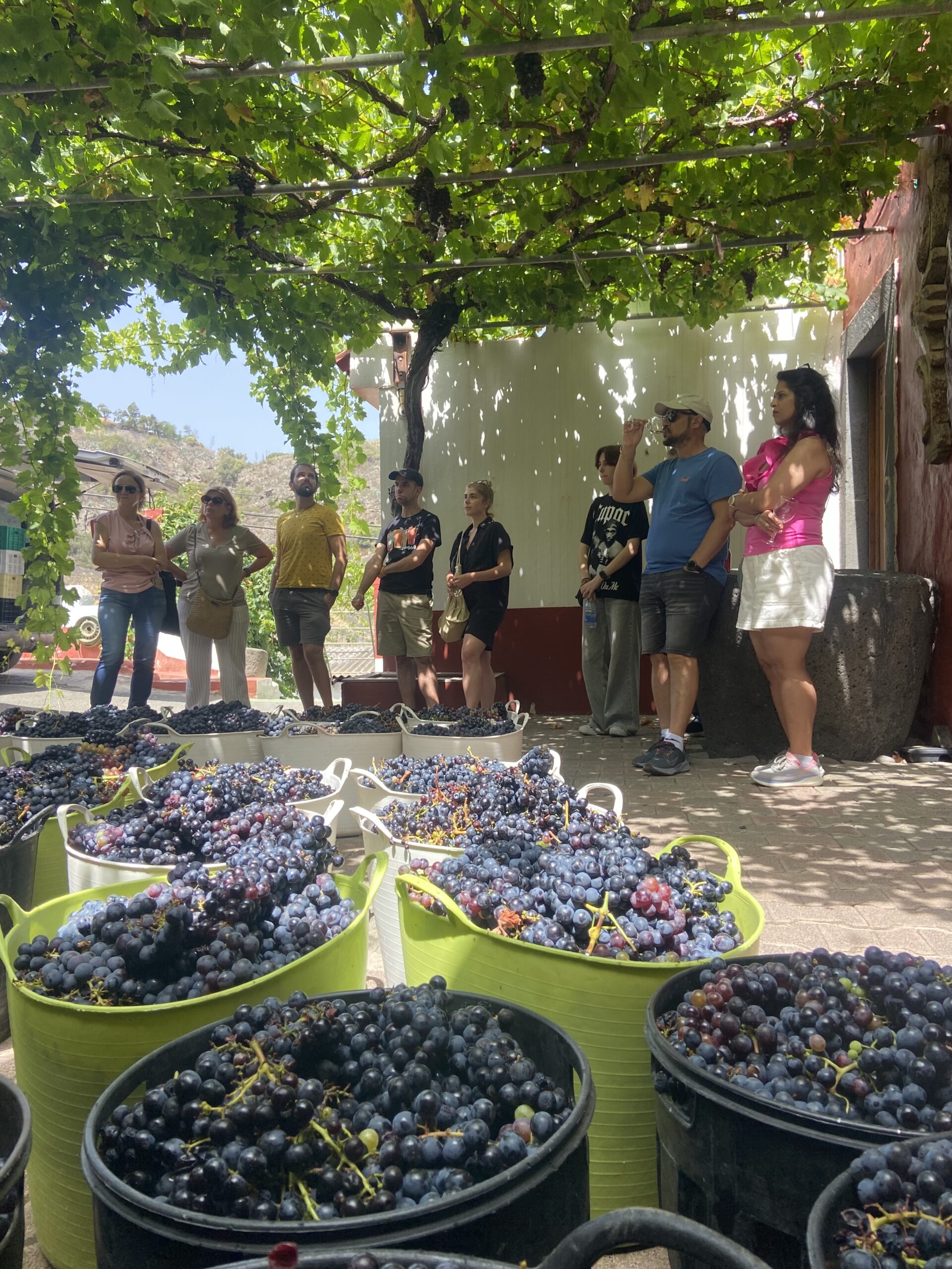 Local winery visit in Gran Canaria for corporate retreats and teams