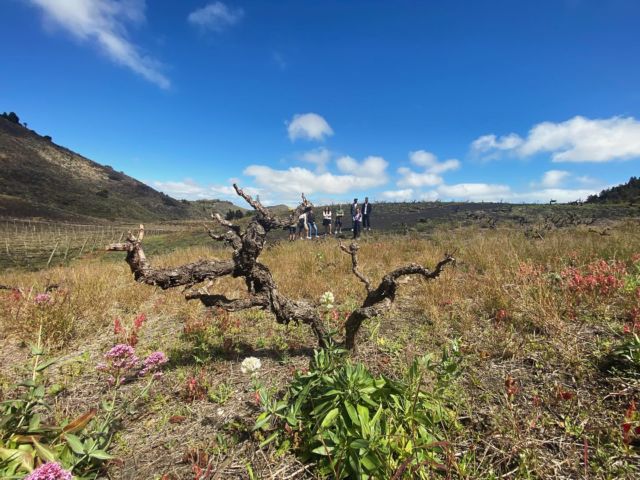 Wine Tourism was the first touristic activity in Gran Canaria before the south of the island was developed to what it is now a days. 
Visiting wineries in Gran Canaria is going back on time where vintage wine press take us right to that wonderful period. 
We are philoxera free and we cultivate some of the oldest varieties in the world. 
You want to know more? Drink our history?? 
Let’s volcanic wine!! 
#grancanariawinetourism @bodegaloslirios