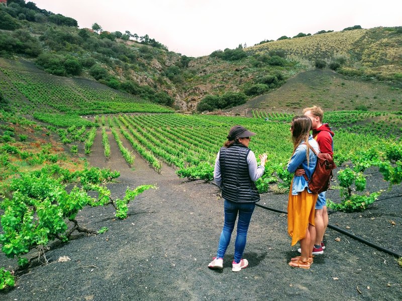 gran canaria wine guide ebook